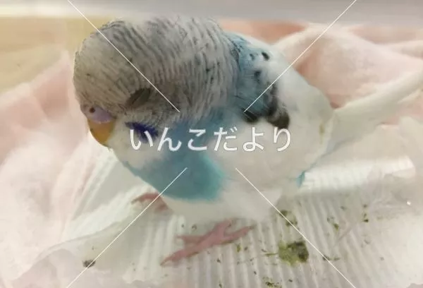 保護鳥の写真