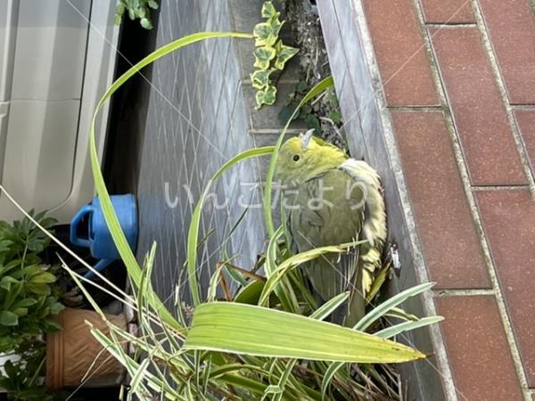 保護鳥の写真
