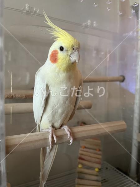 迷い鳥の写真