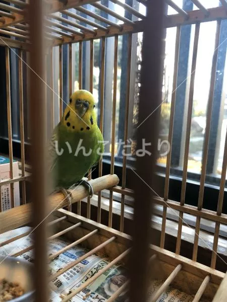 保護鳥の写真