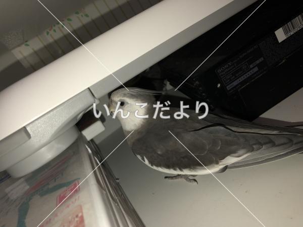 迷い鳥の写真
