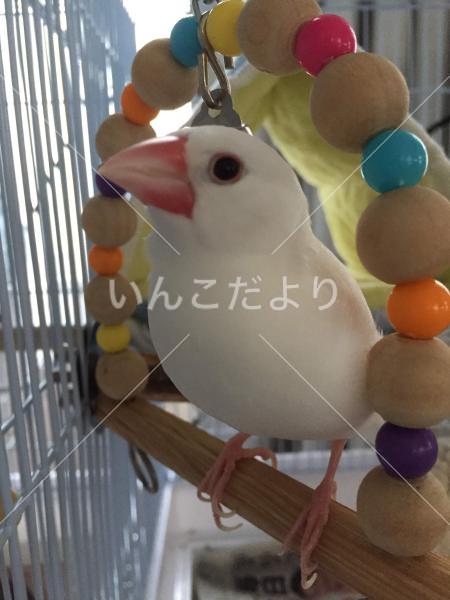 迷い鳥の写真