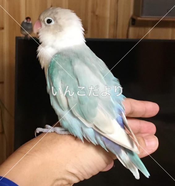 迷い鳥の写真