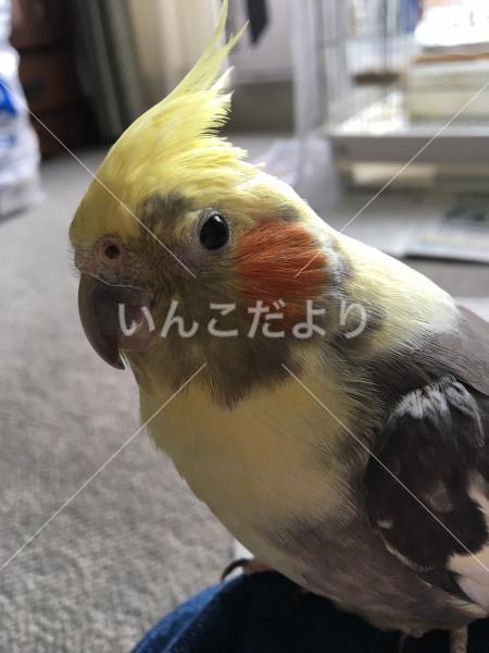 迷い鳥の写真