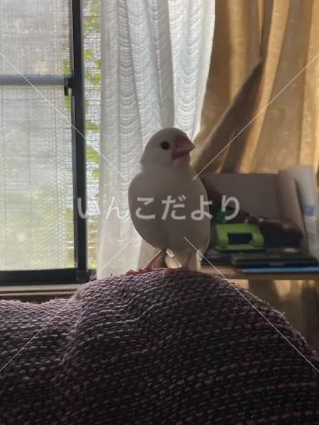保護鳥の写真
