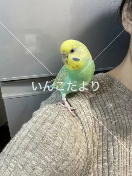 保護鳥の写真
