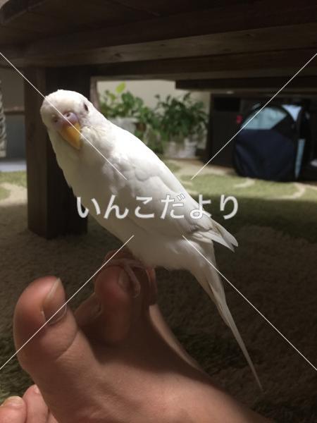 迷い鳥の写真