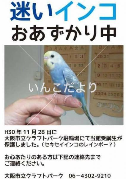 保護鳥の写真