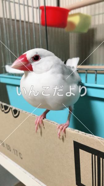 迷い鳥の写真