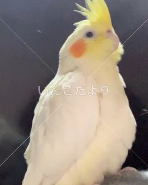 迷い鳥の写真