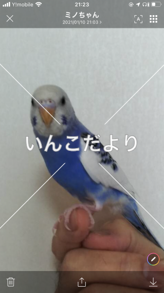 迷い鳥の写真