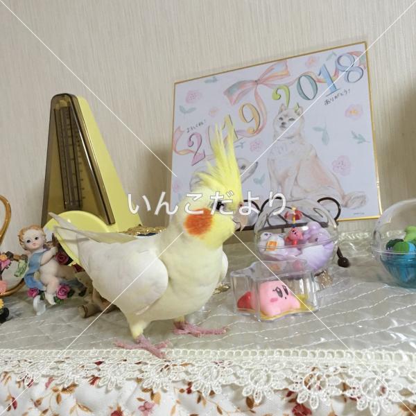 迷い鳥の写真