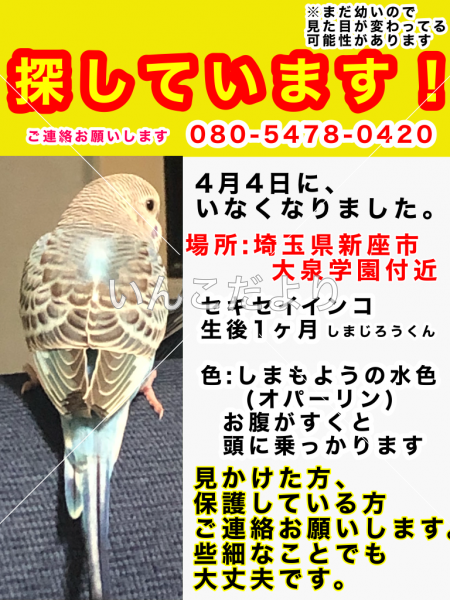 迷い鳥の写真