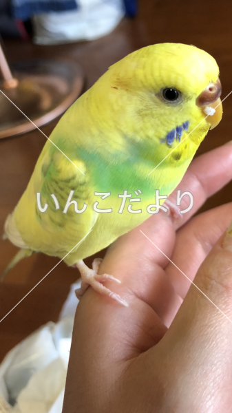 迷い鳥の写真