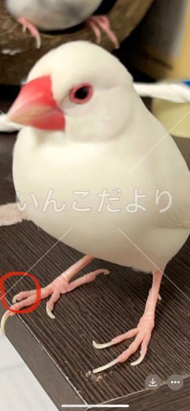 迷い鳥の写真