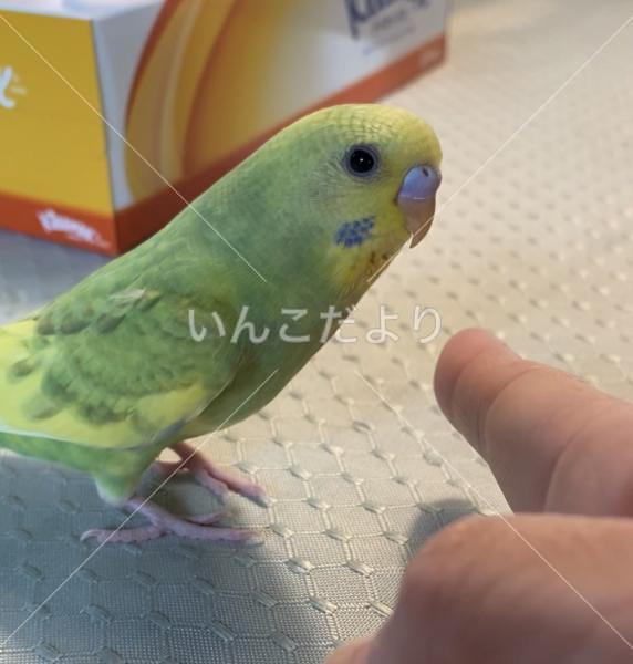 迷い鳥の写真