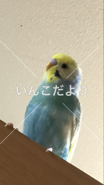 迷い鳥の写真