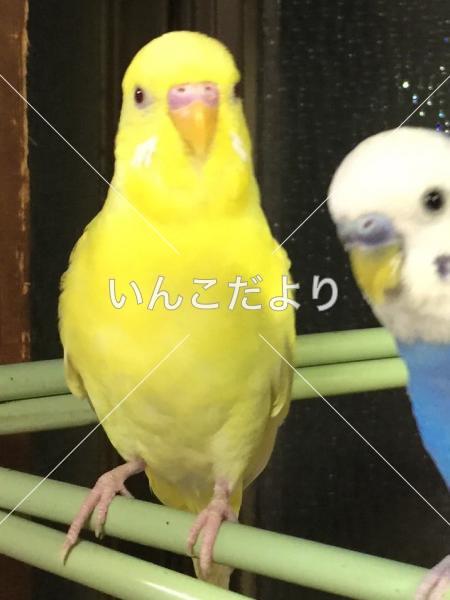 迷い鳥の写真
