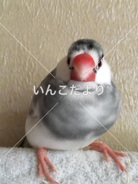 迷い鳥の写真