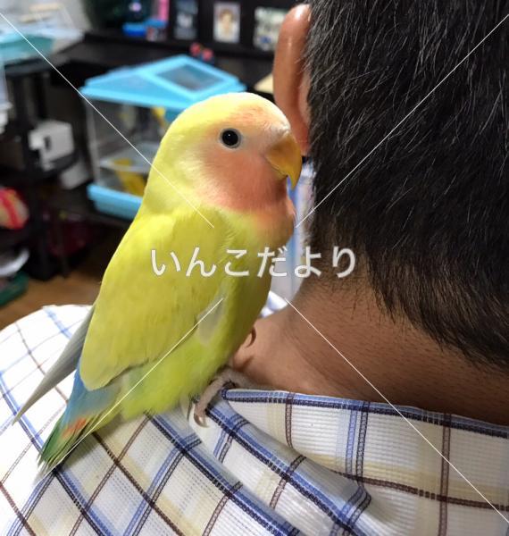 迷い鳥の写真