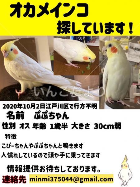 迷い鳥の写真