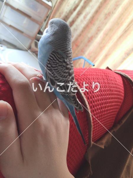 迷い鳥の写真