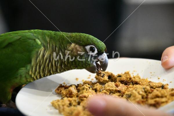 迷い鳥の写真