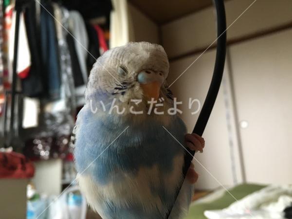 迷い鳥の写真