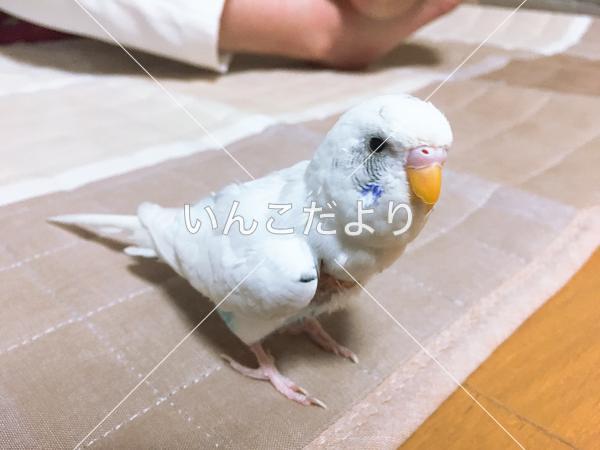 迷い鳥の写真