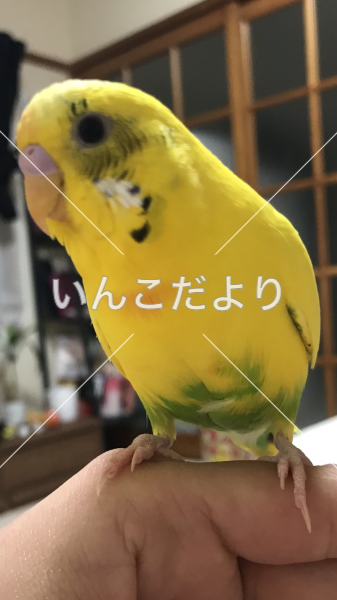 迷い鳥の写真