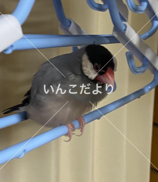迷い鳥の写真