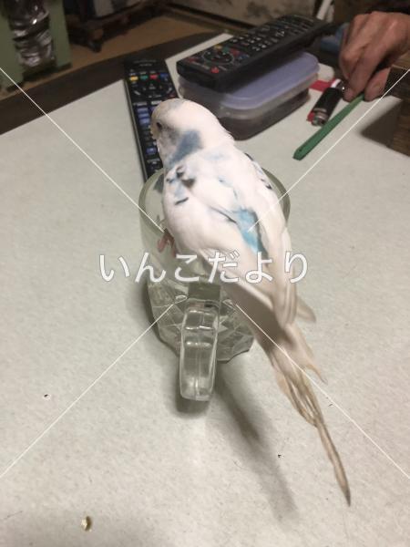 迷い鳥の写真