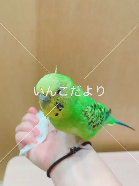 迷い鳥の写真