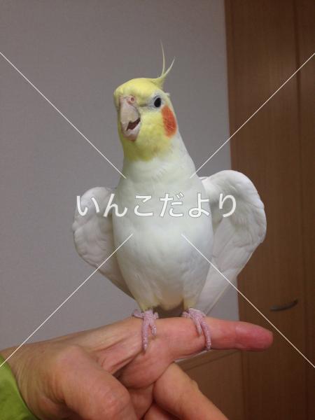 迷い鳥の写真