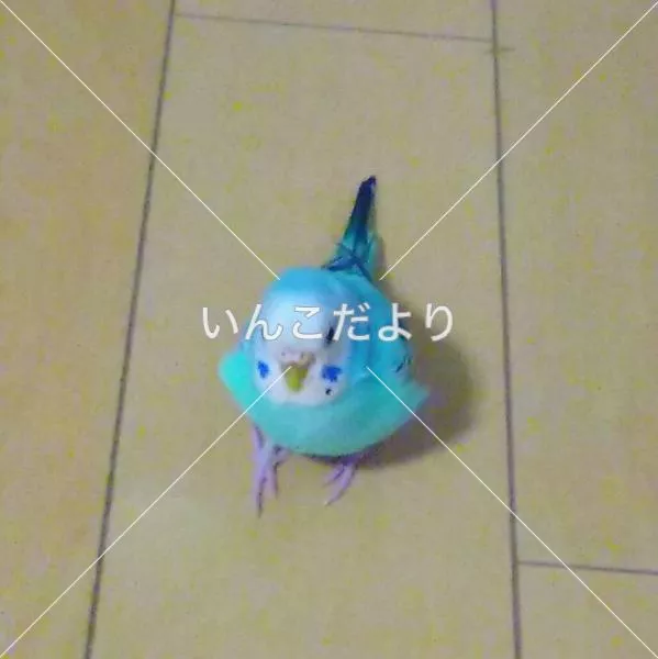 保護鳥の写真