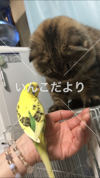 迷い鳥の写真