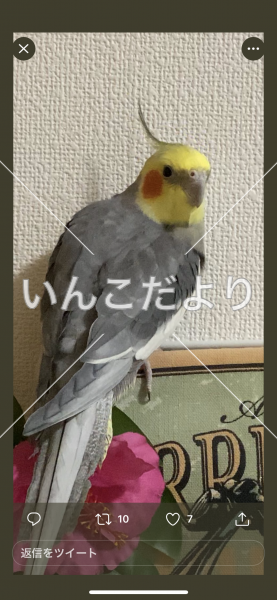 迷い鳥の写真