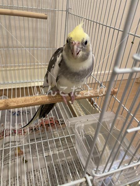 保護鳥の写真