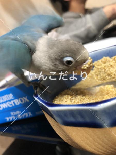 迷い鳥の写真