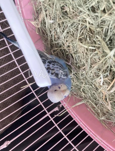 迷い鳥の写真
