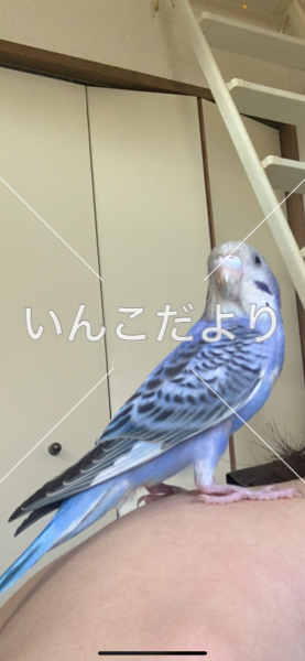 迷い鳥の写真