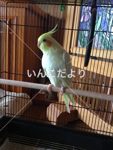 迷い鳥の写真