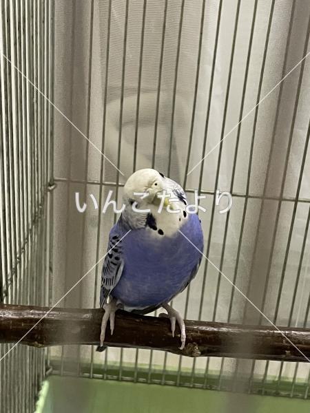 保護鳥の写真