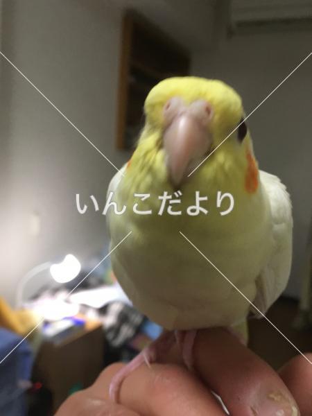 迷い鳥の写真