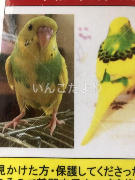 迷い鳥の写真