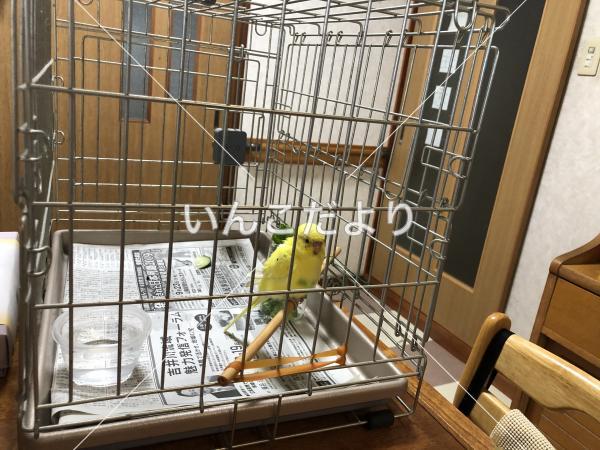 保護鳥の写真