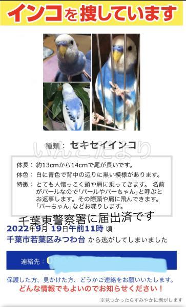 迷い鳥の写真