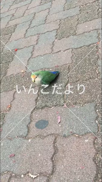 保護鳥の写真