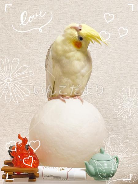 迷い鳥の写真