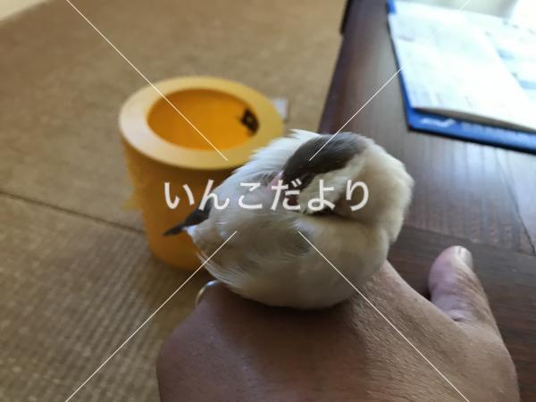迷い鳥の写真